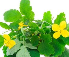 celandine for the treatment of toenail fungus